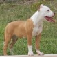 Cuatro meses